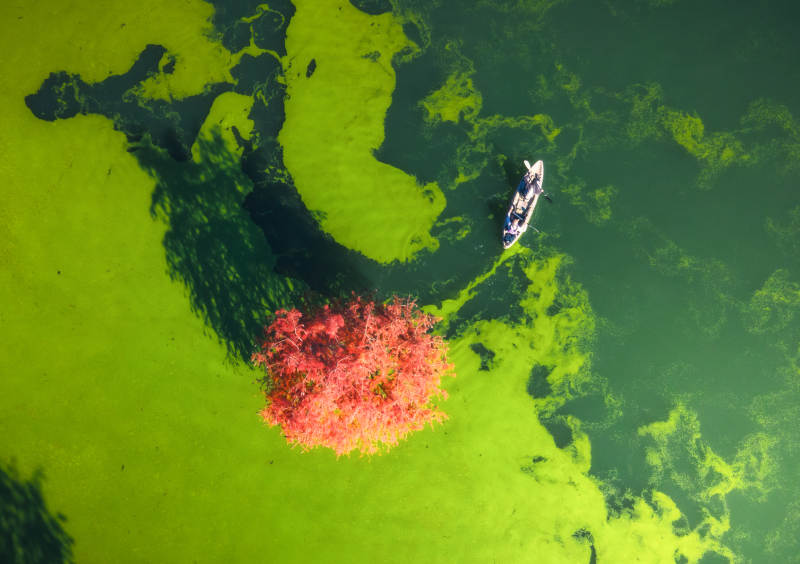 碧水红树舟影图片