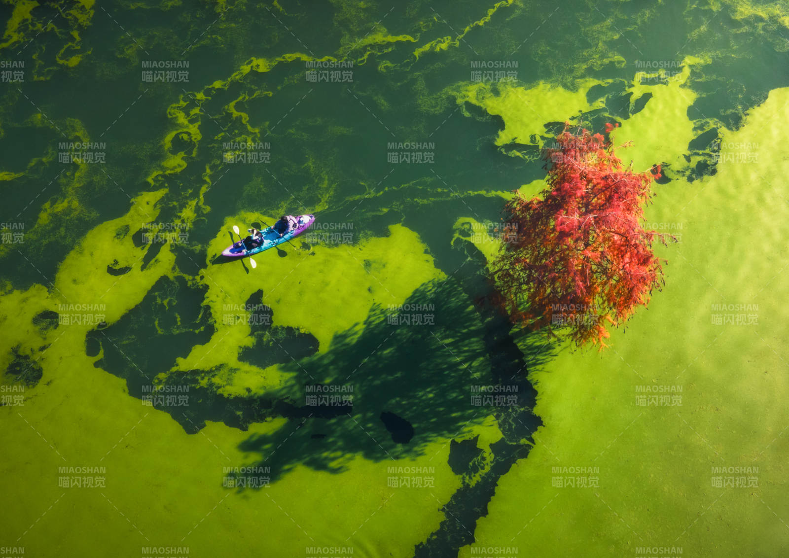 湖上独舟映红树图片