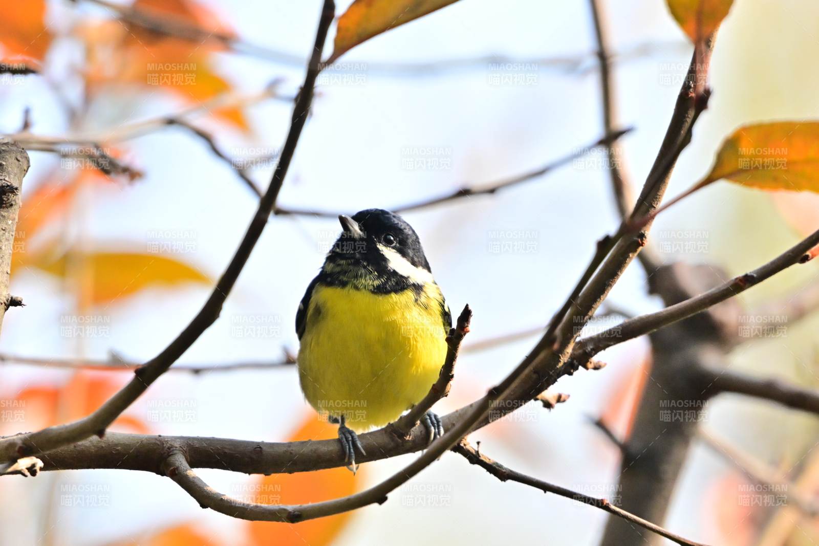 黄腹山雀栖枝头图片