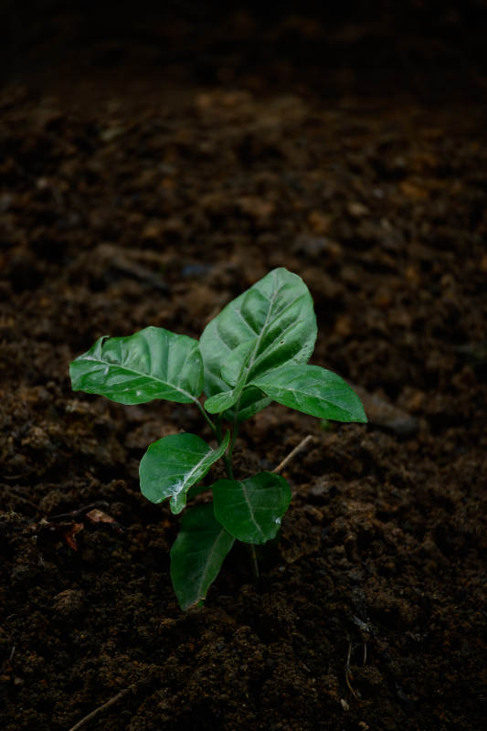 黄皮果树破土图片