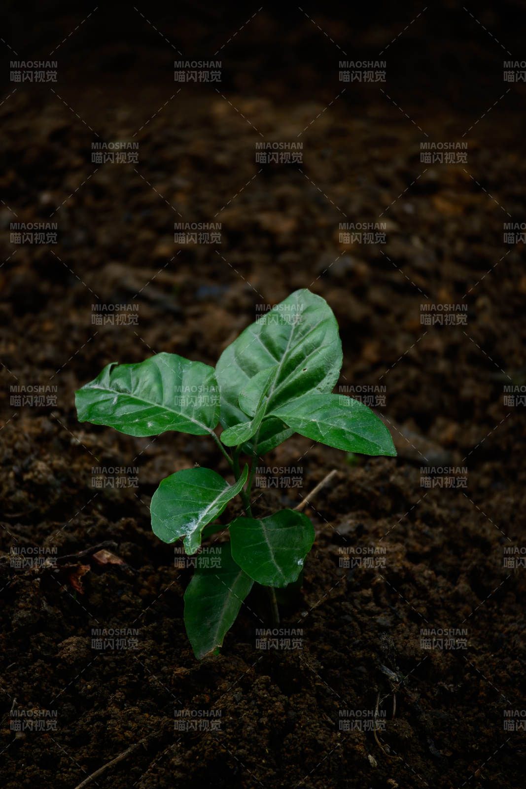 黄皮果树破土图片