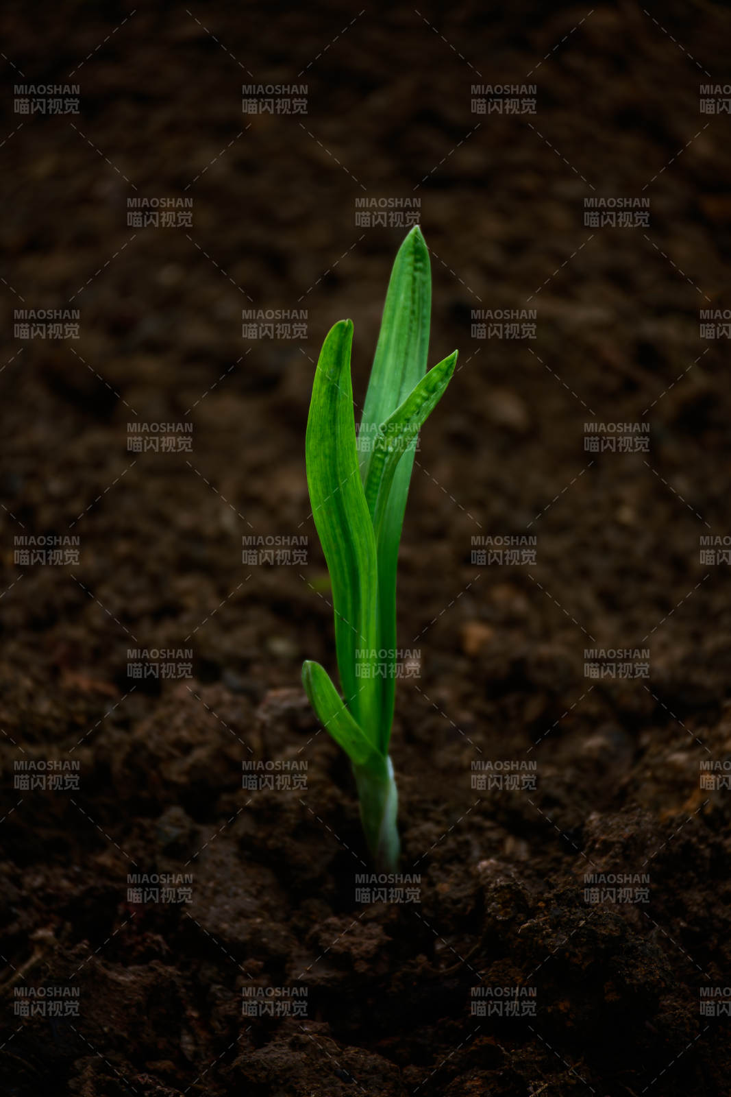 嫩芽破土而出图片