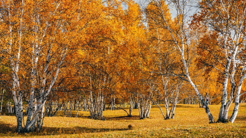 乌兰布统秋日桦林金黄图片
