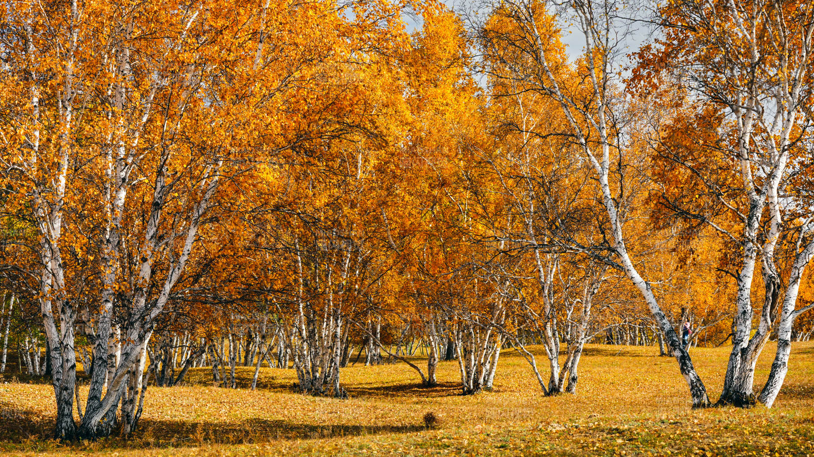 乌兰布统秋日桦林金黄图片