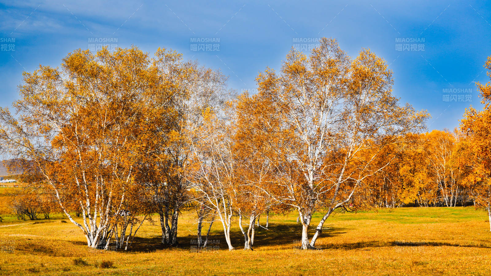 乌兰布统秋日金桦林图片