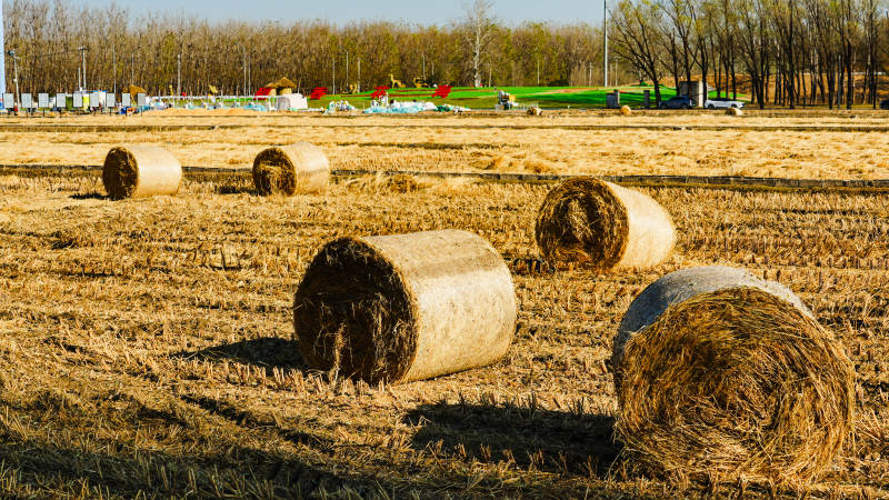 京西稻田金秋草垛图图片