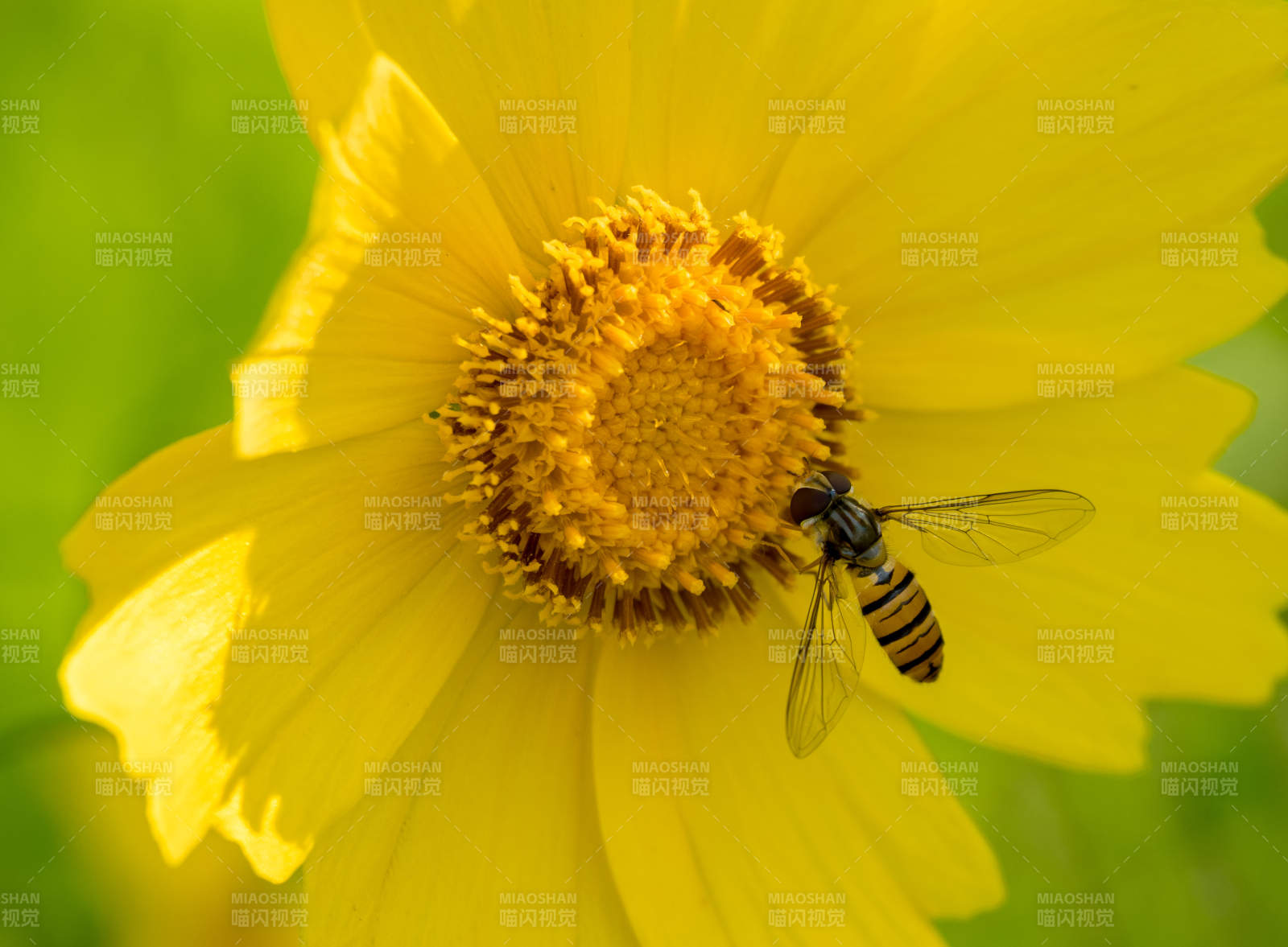 蜂采黄花图片