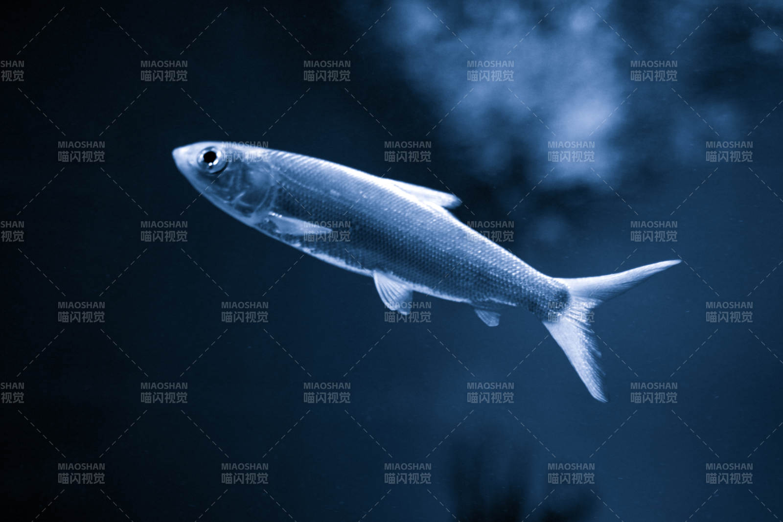 银色鱼游深蓝中图片