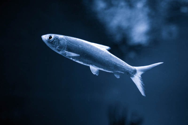 银色鱼游深蓝中图片