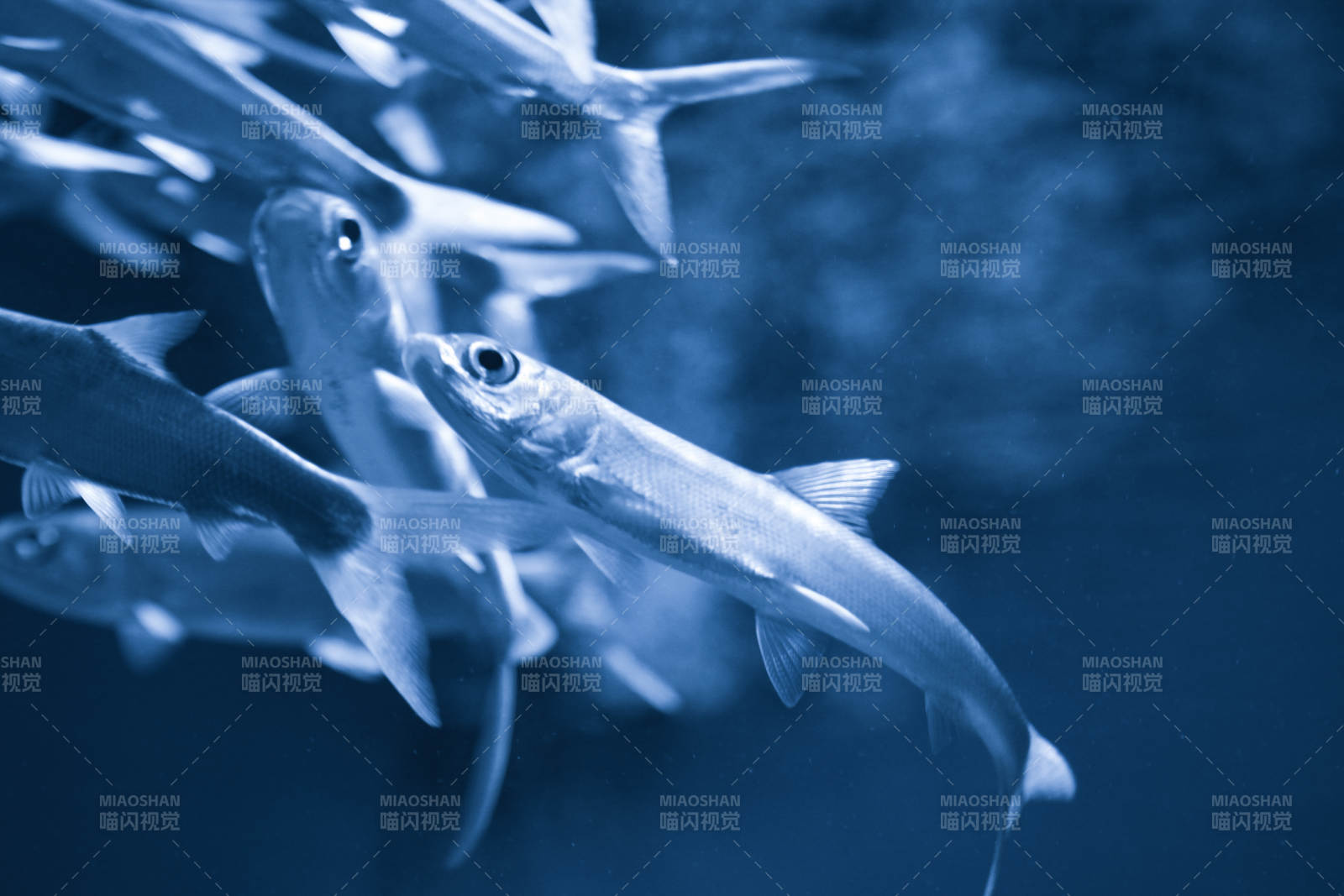 鱼群游动水下景图片