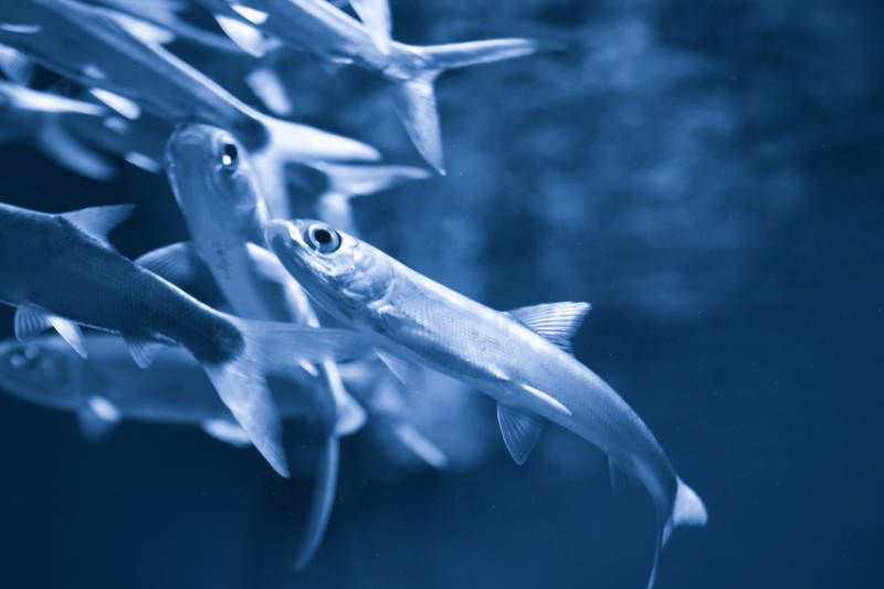 鱼群游动水下景图片