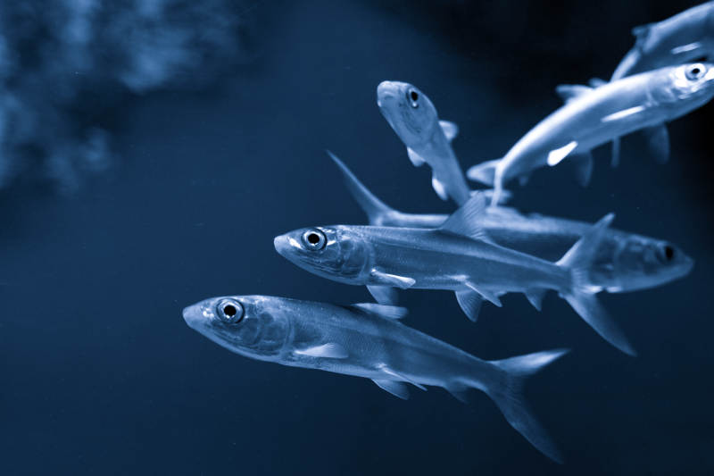 深海鱼群游弋图片