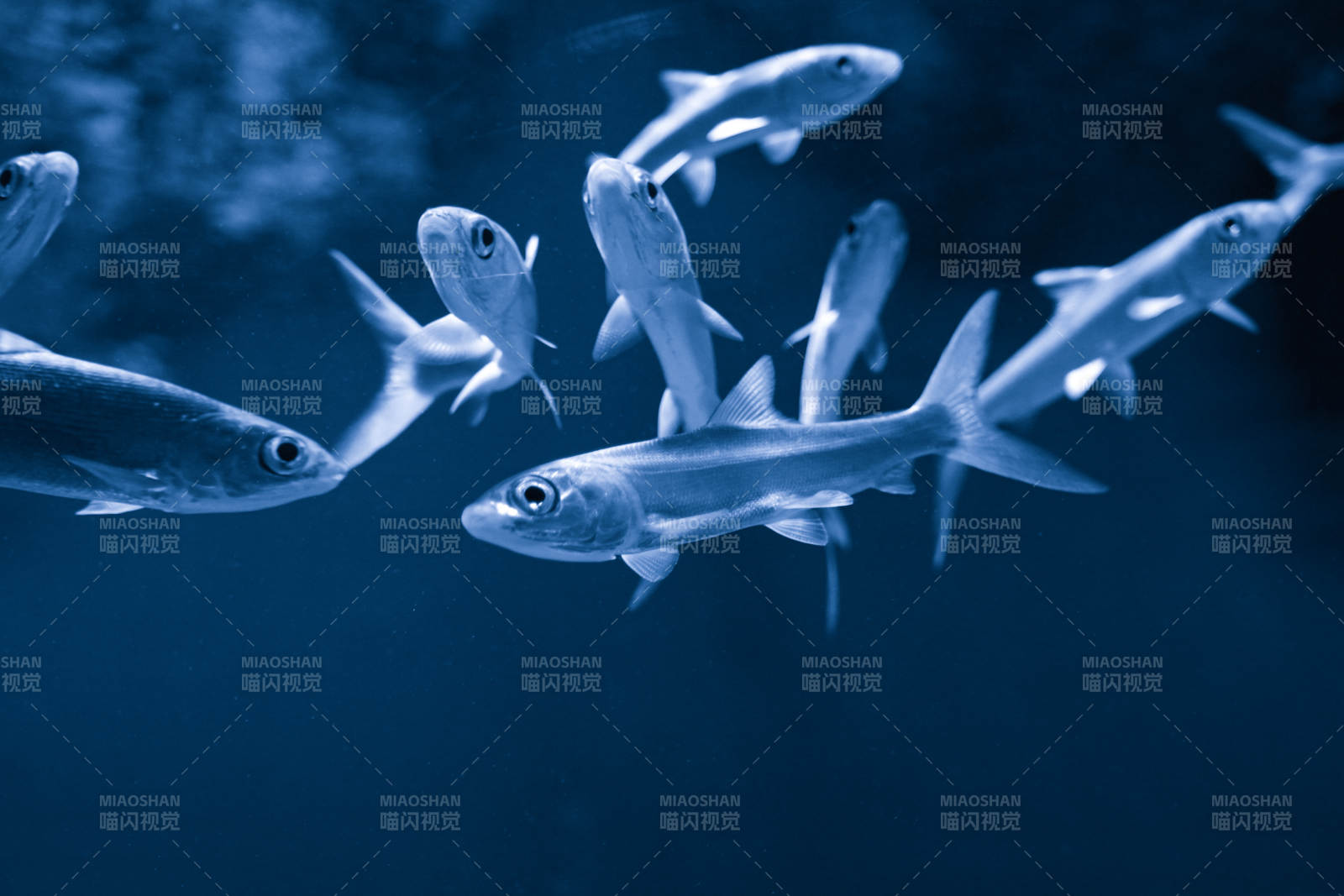 深海鱼群游动图片