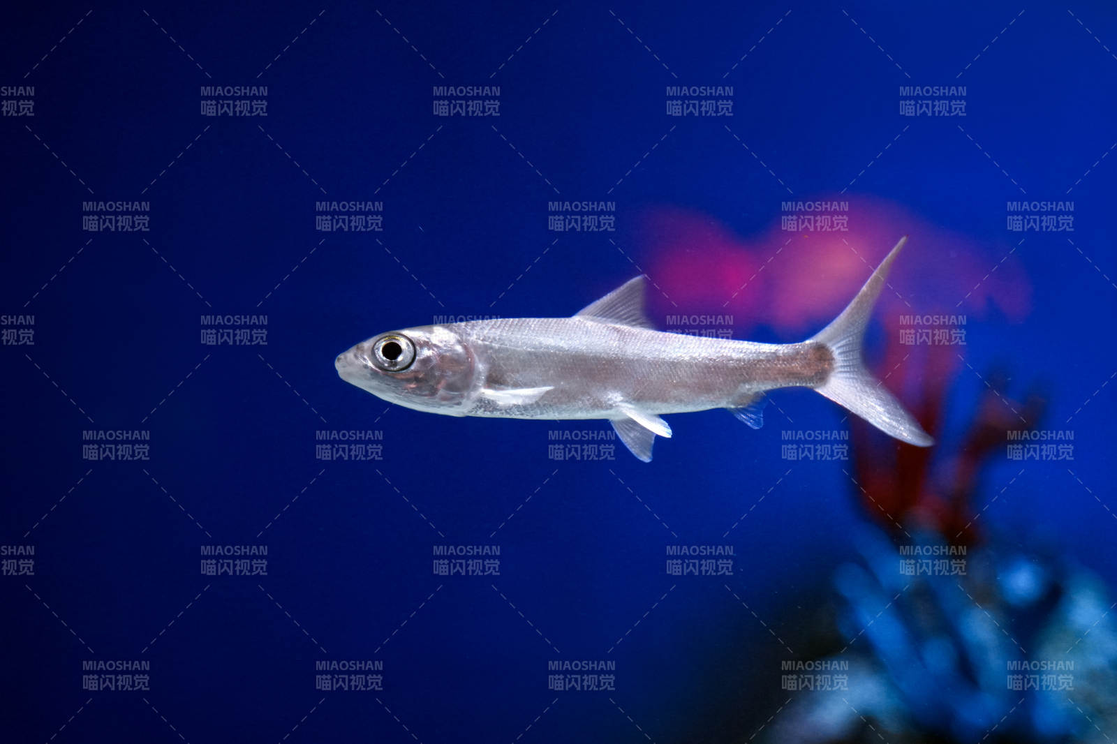 银色小鱼游动中图片