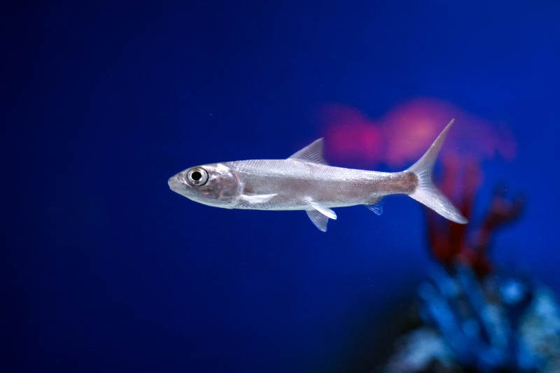 银色小鱼游动中图片