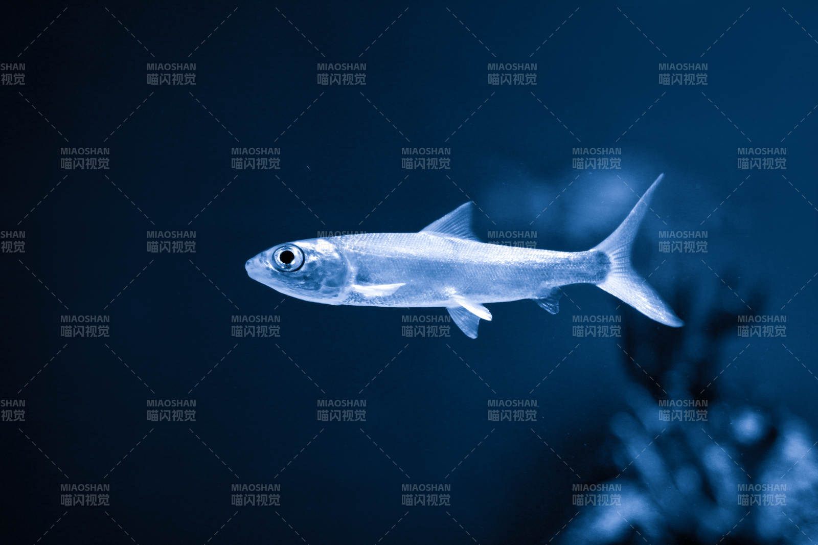 深海银鱼游弋图片