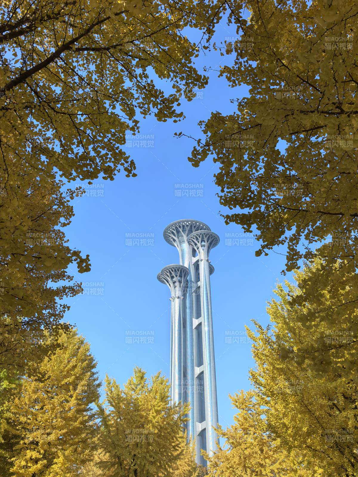 秋林中的未来塔图片