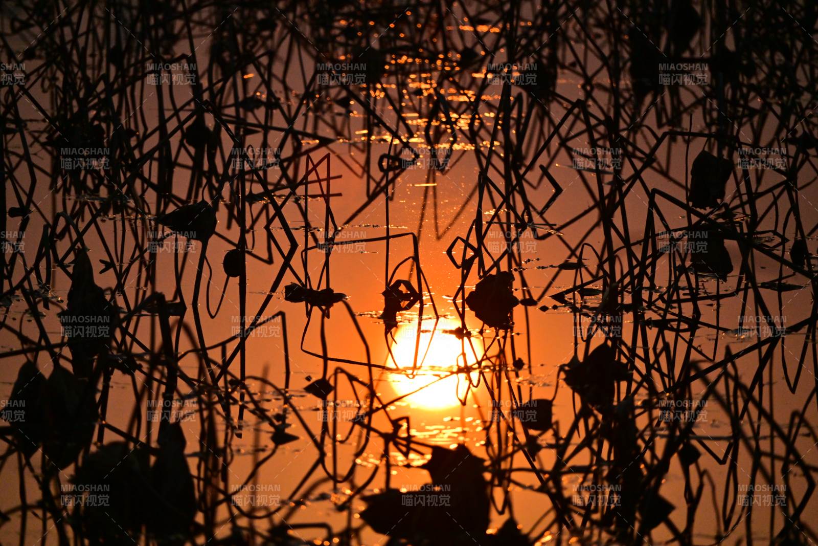 夕阳芦苇剪影图片