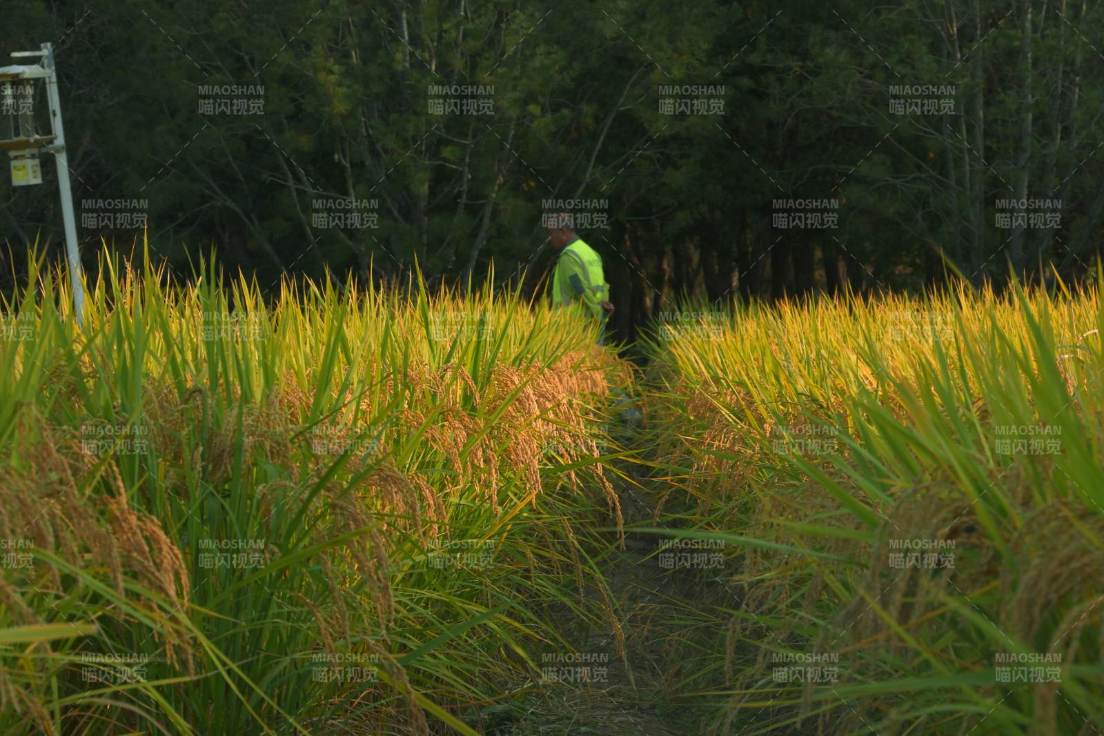 稻田中的身影图片
