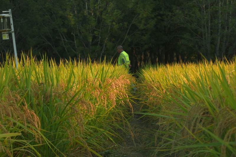 稻田中的身影图片