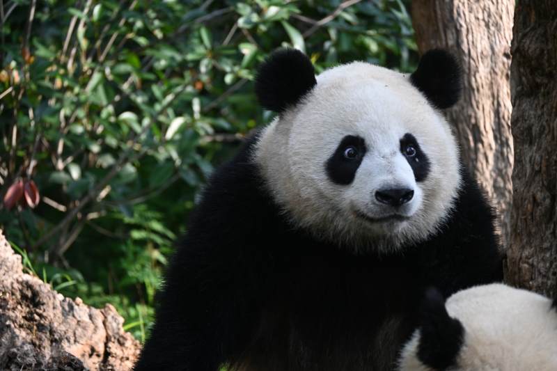 熊猫倚树静望图片