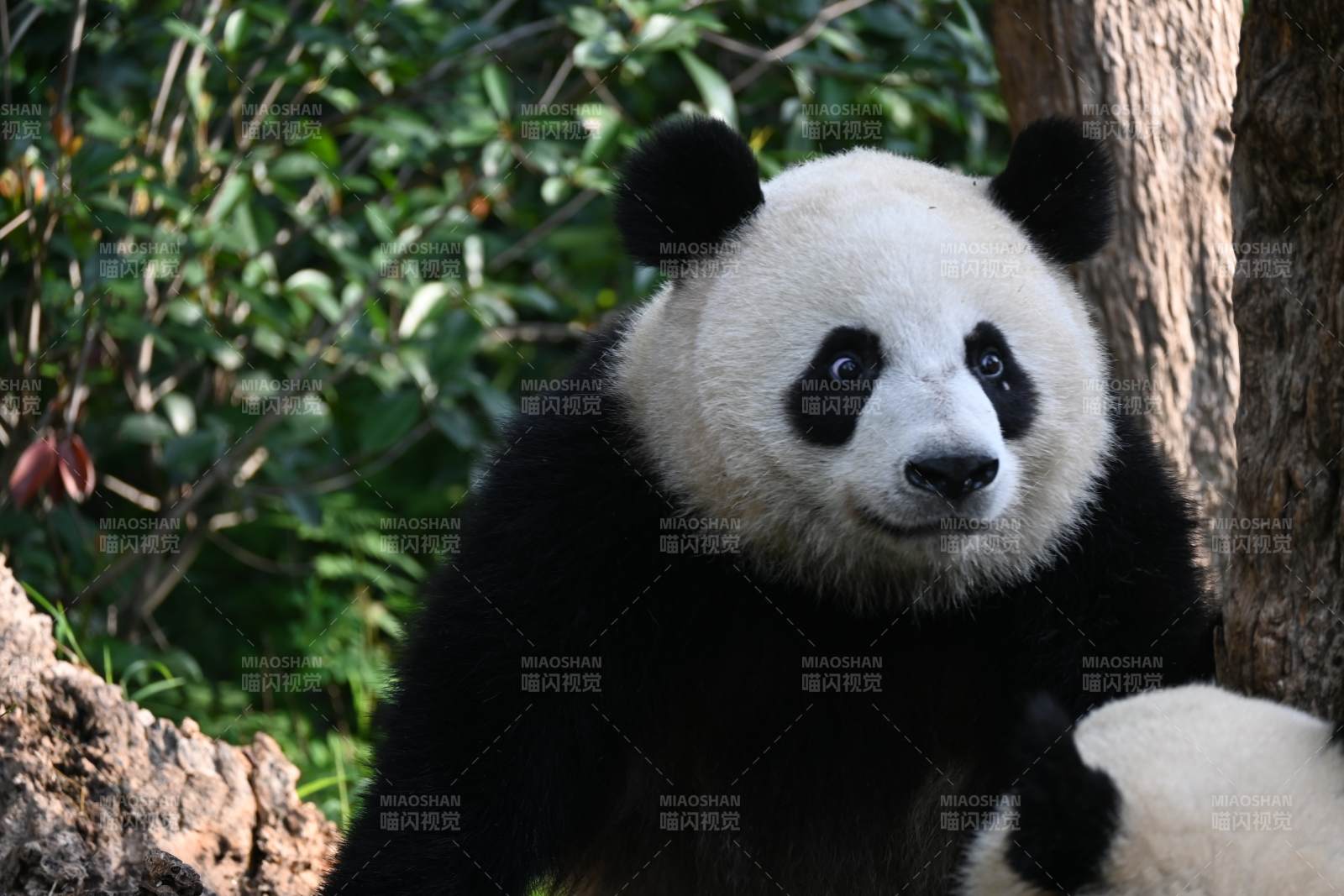 熊猫倚树静望图片