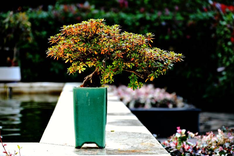 浙江凌龙纺织花园式厂区里的漂亮盆景图片