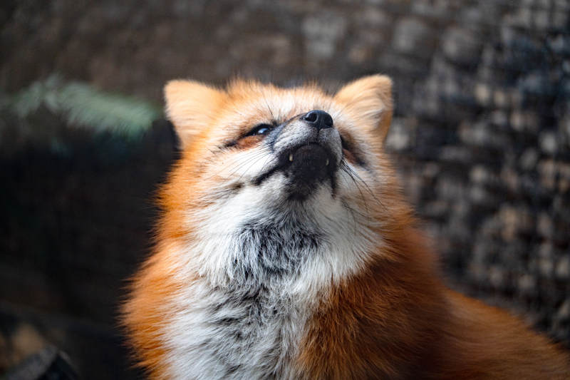 仰望天空的狐狸图片