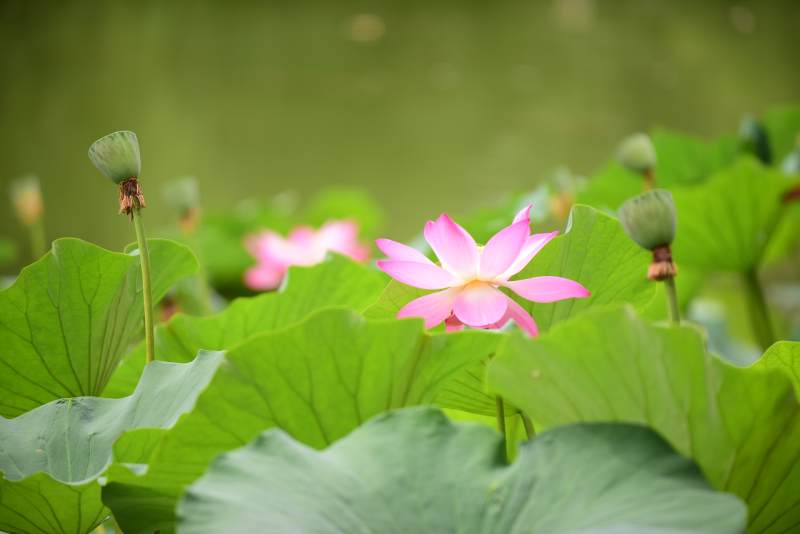 荷花盛开 绿叶相伴图片