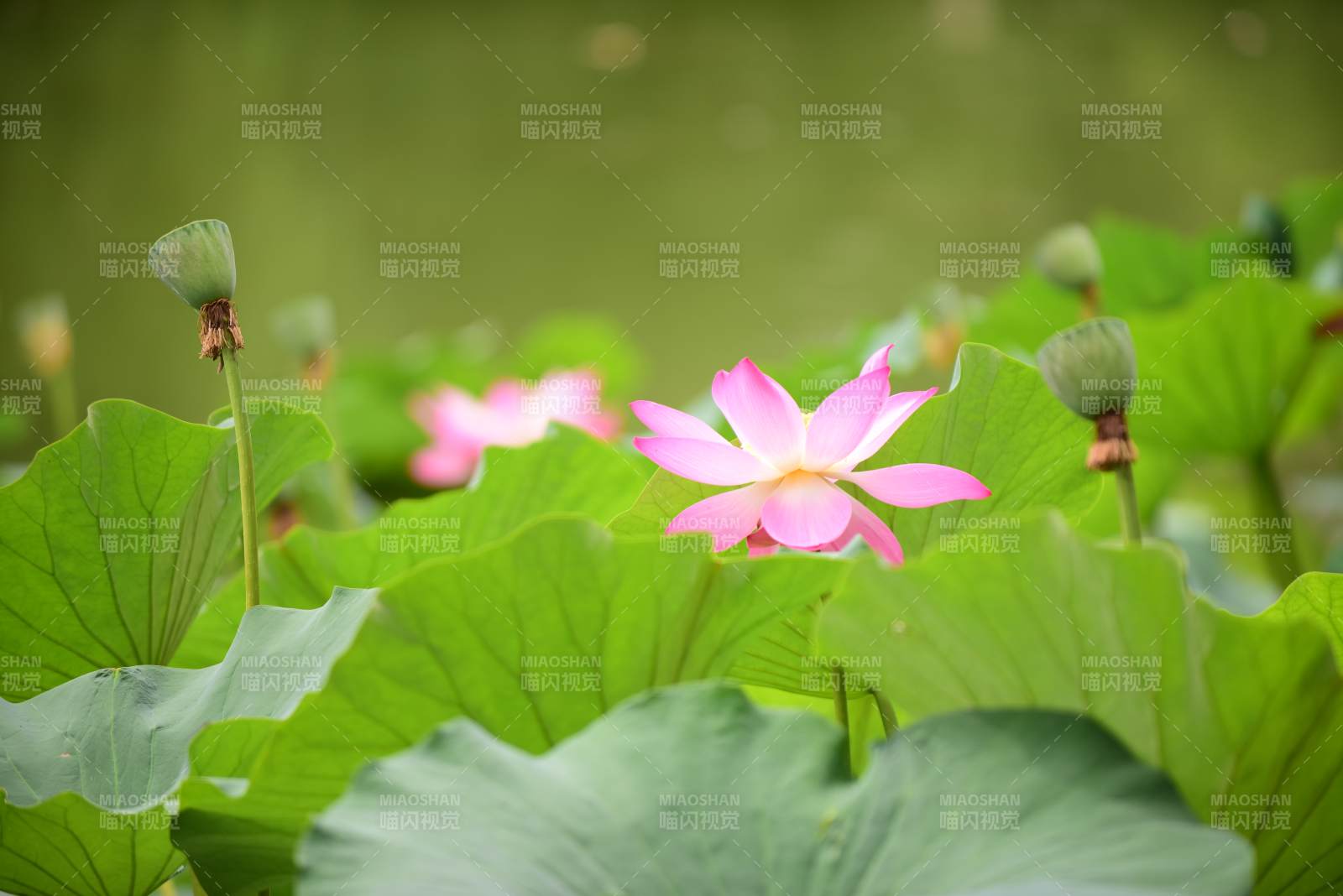 荷花盛开 绿叶相伴图片
