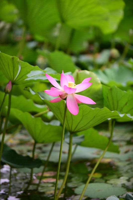 粉莲绽放绿叶间图片