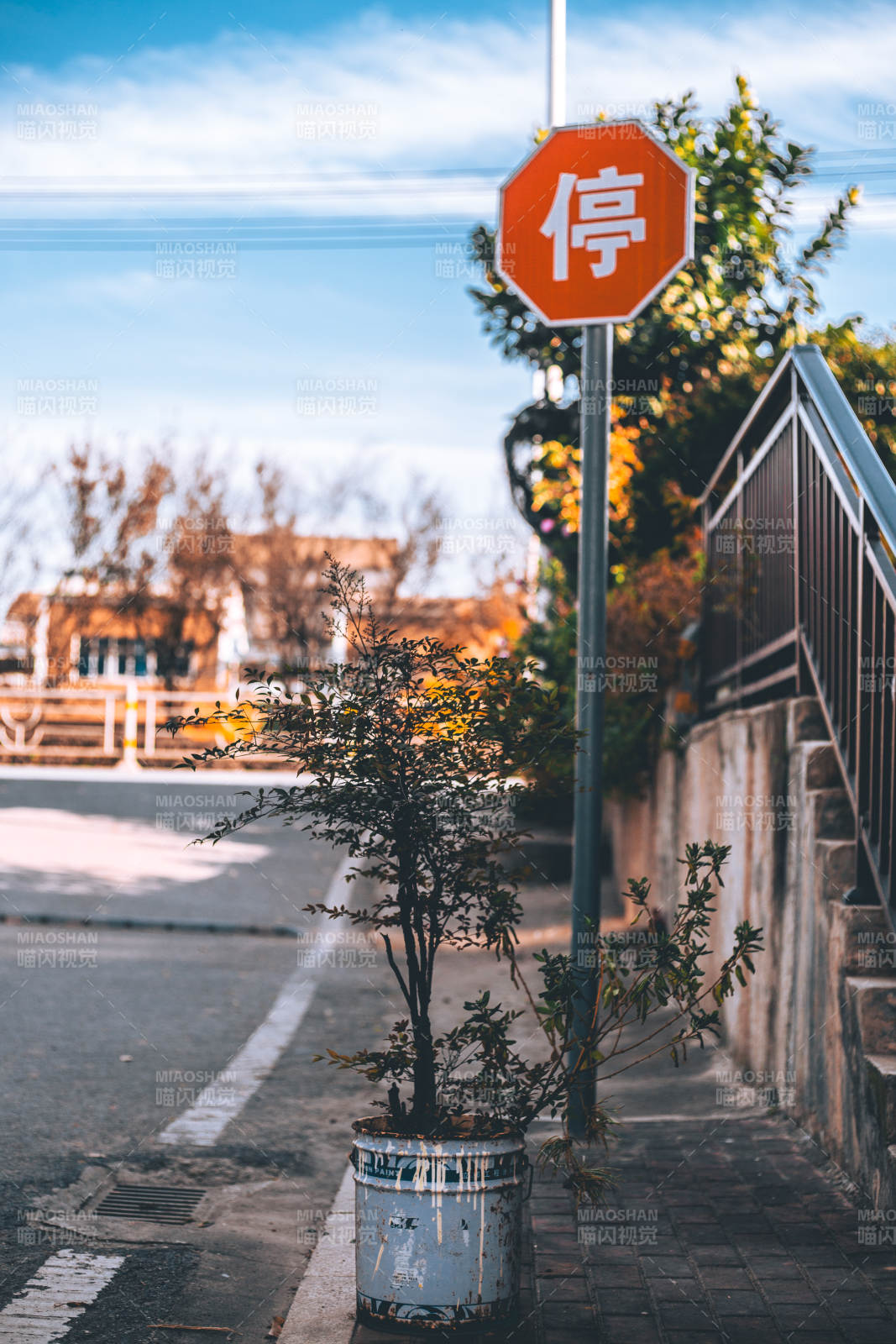 停字路标旁的绿植图片