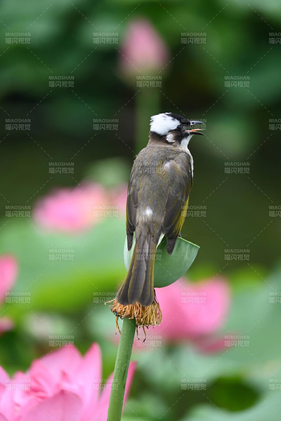 白头鹎栖莲蓬图片