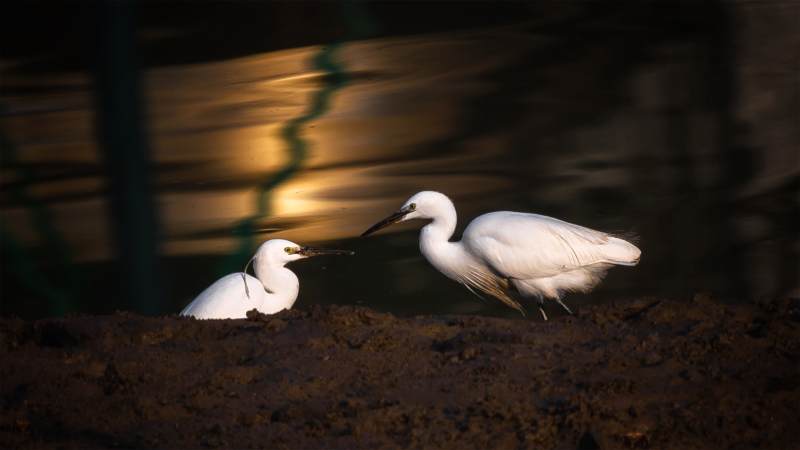 白鹭双影夜色中图片