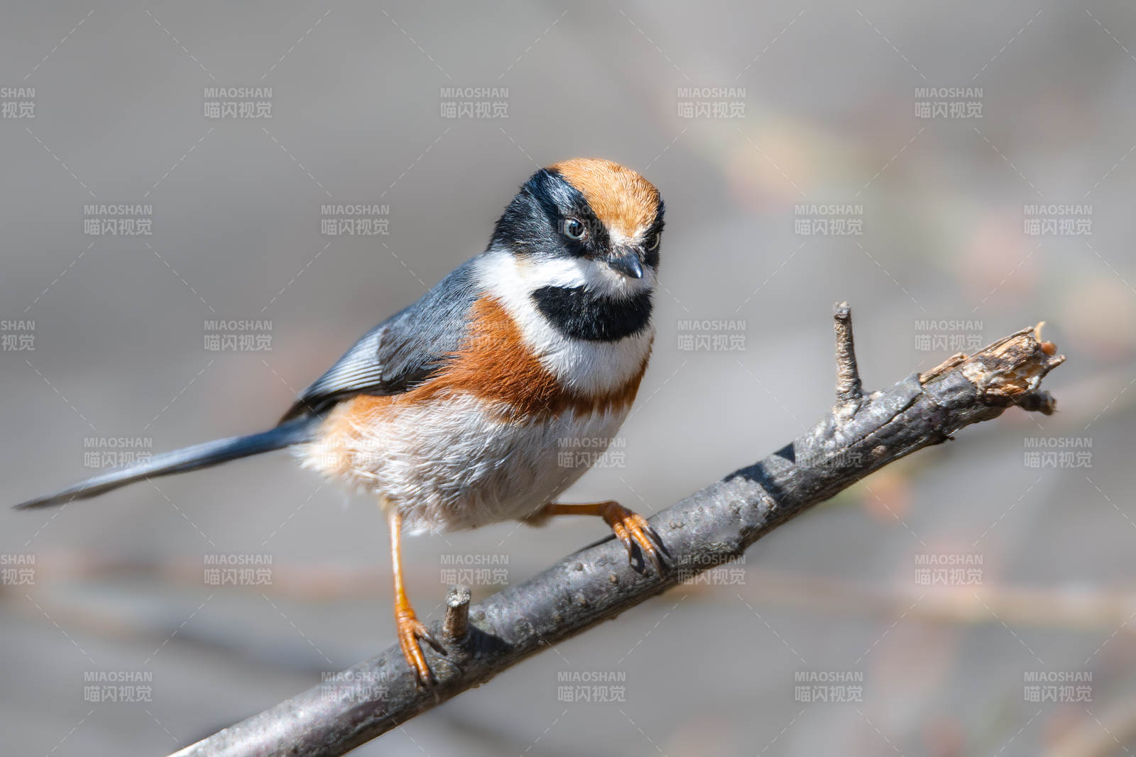 红头长尾山雀栖息枝头图片