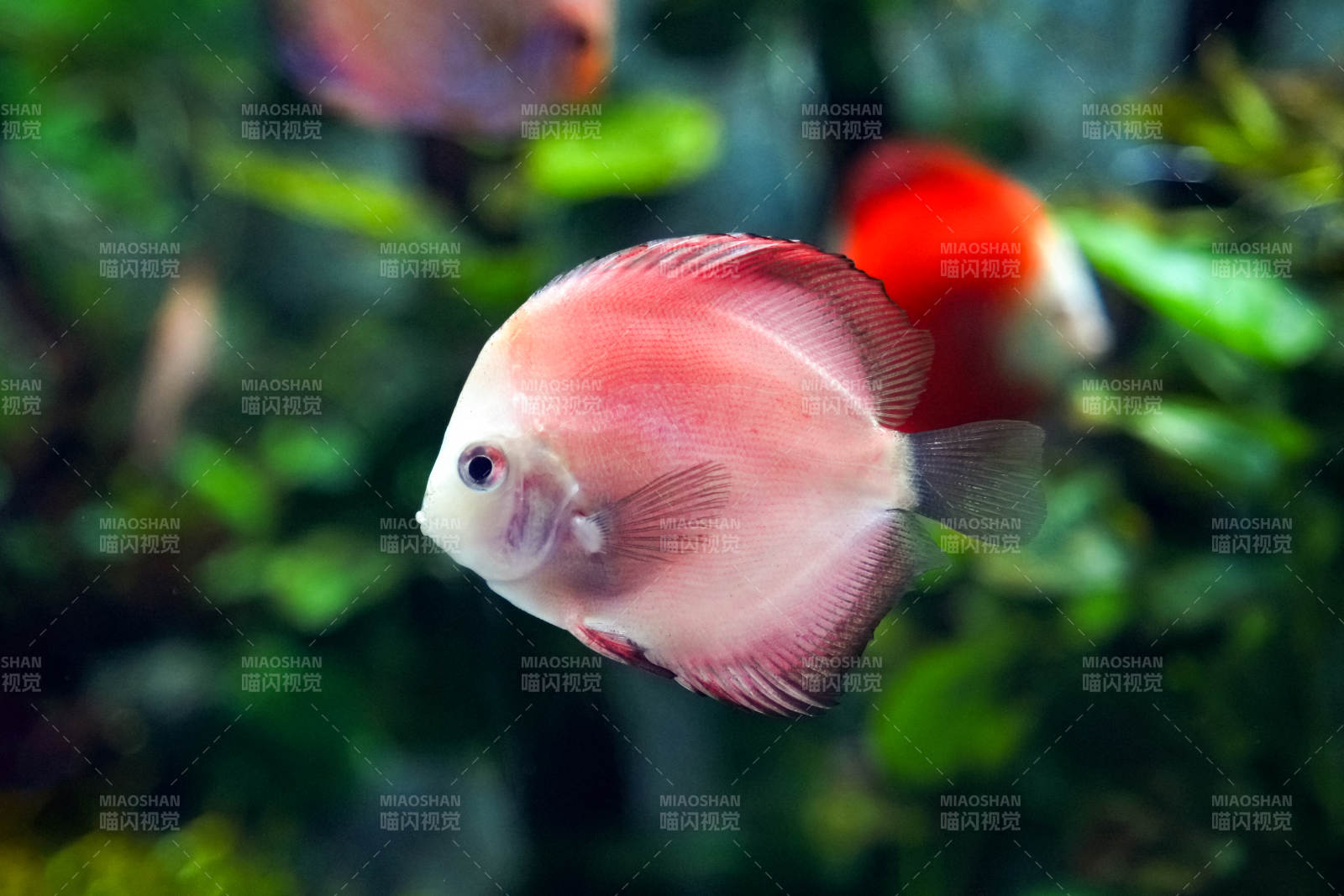 红鳍神仙鱼游动图片