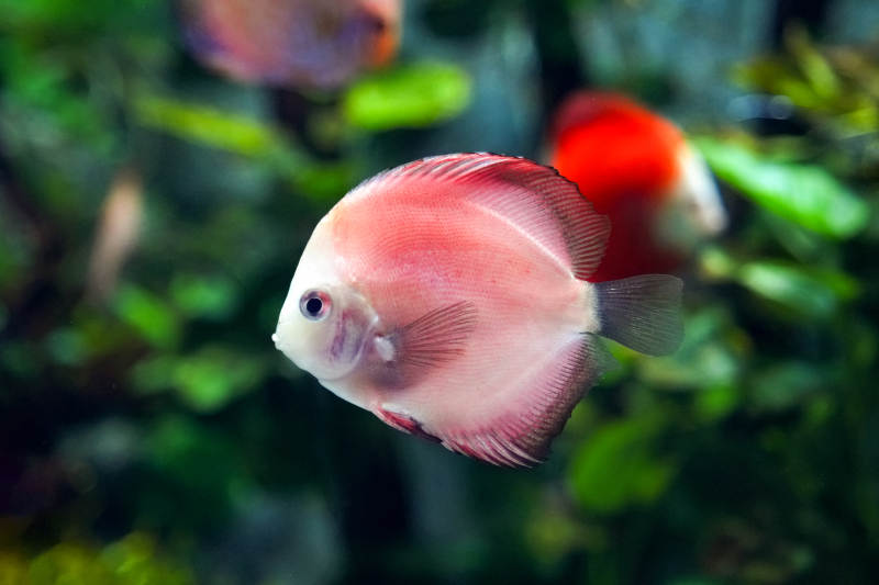 红鳍神仙鱼游动图片