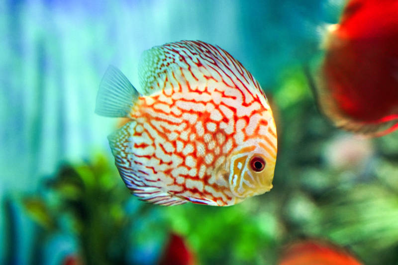 斑斓孔雀鱼游动图片