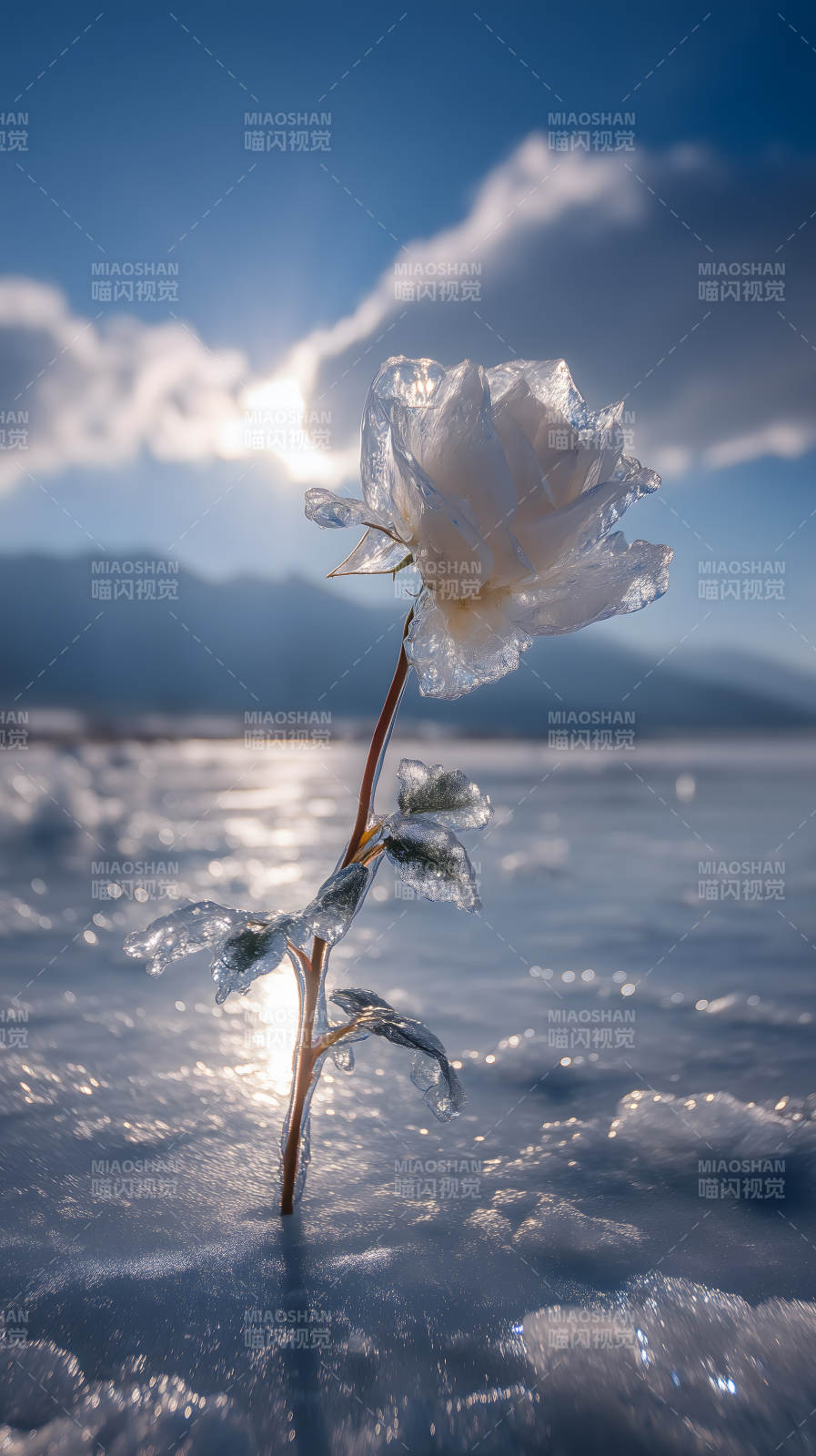 冰霜玫瑰耀眼夺目图片