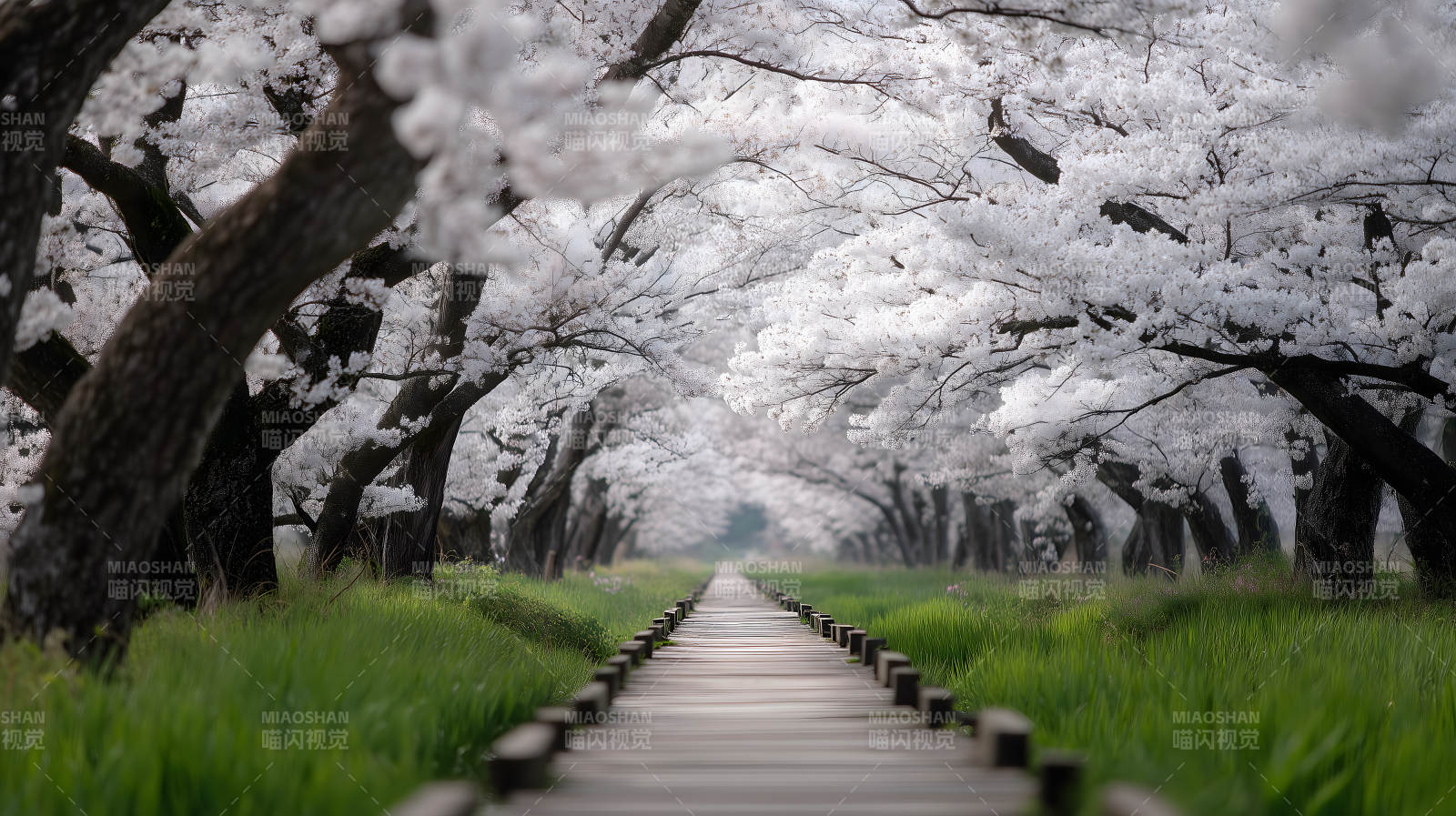 樱花木栈道风景如画图片