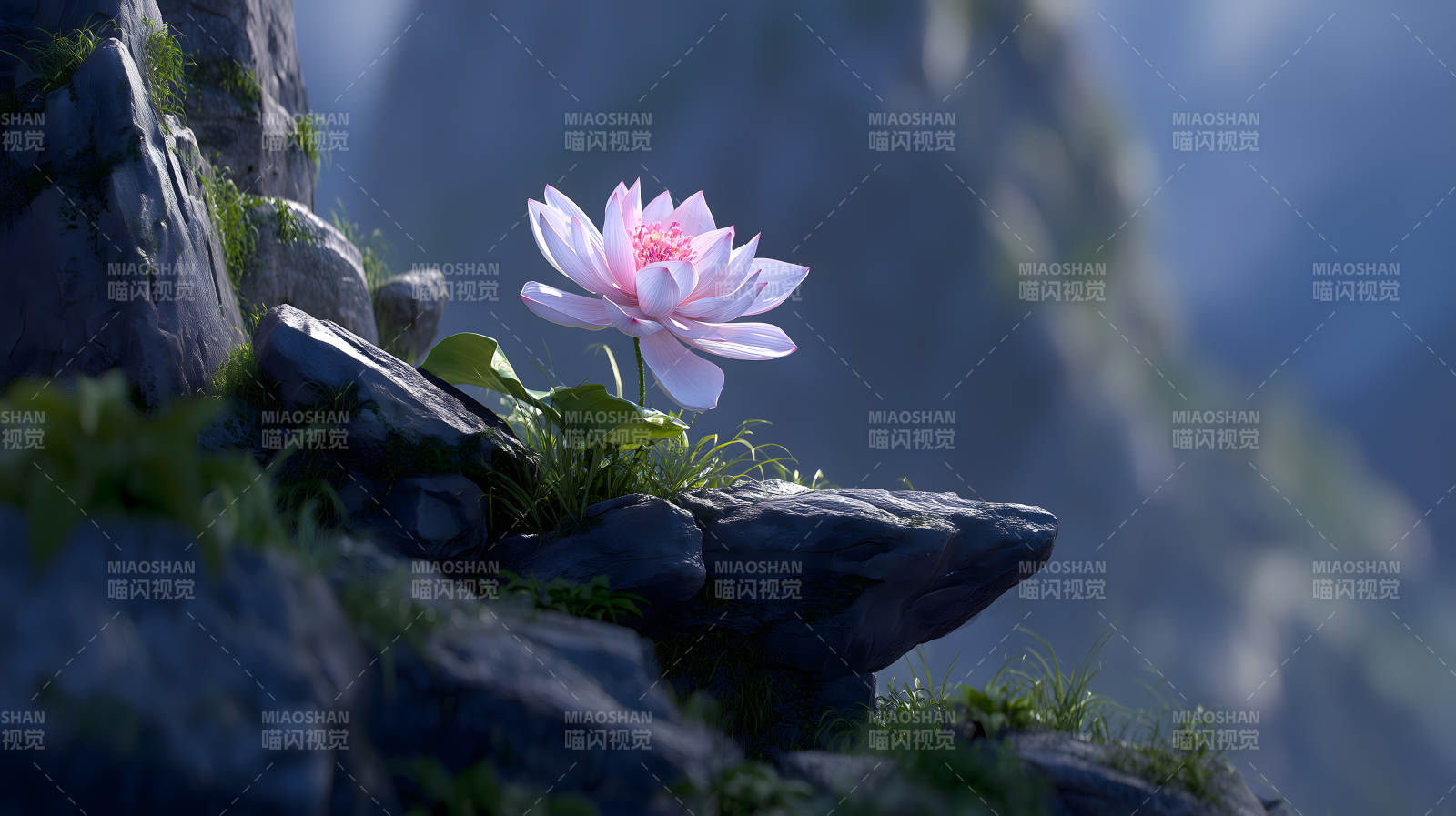 岩石莲花盛开图片