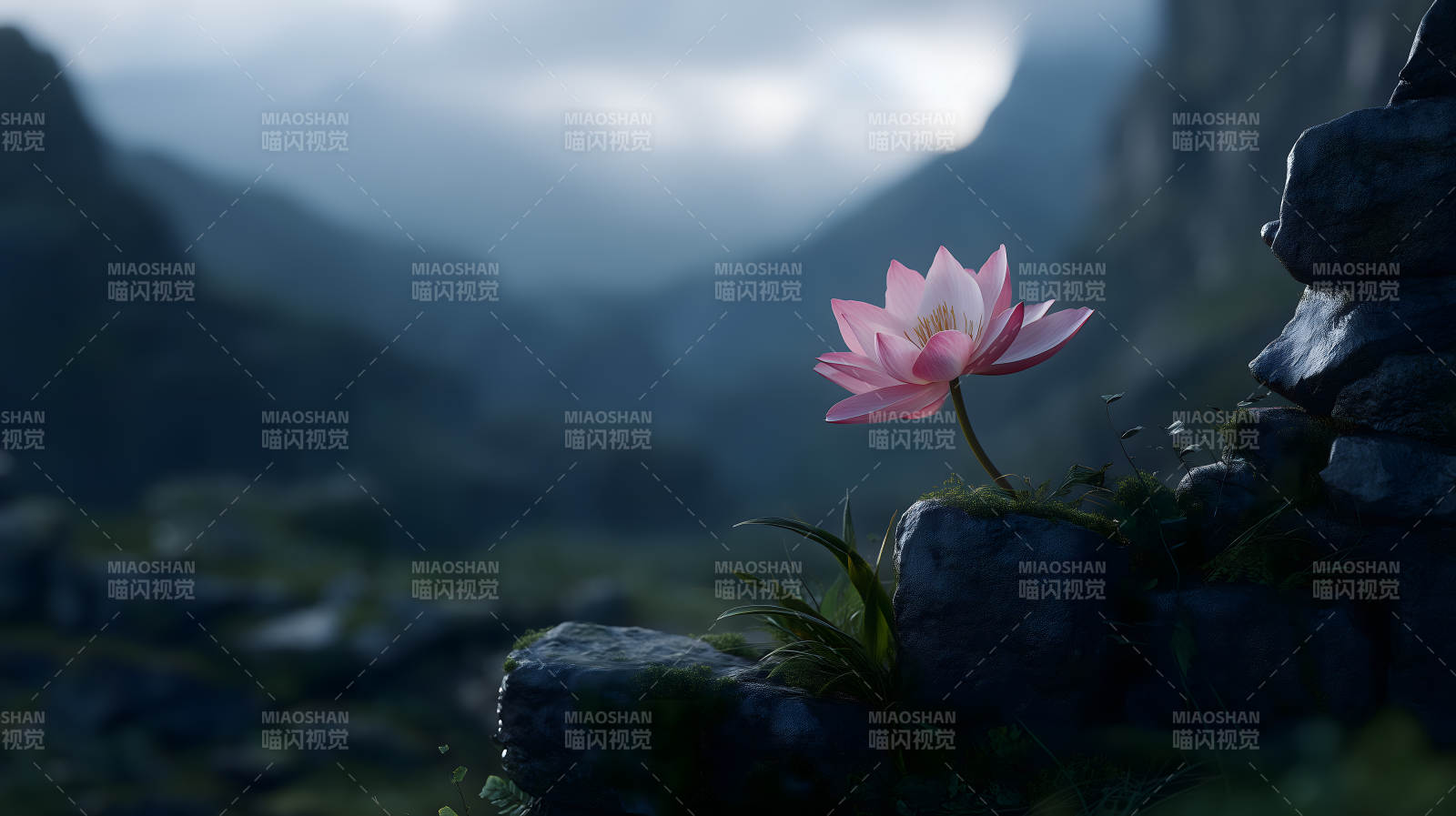 山间莲花绽放唯美图片