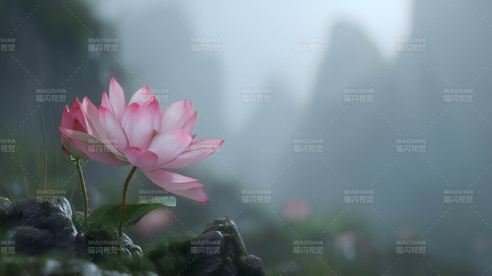 粉色莲花雾中图片