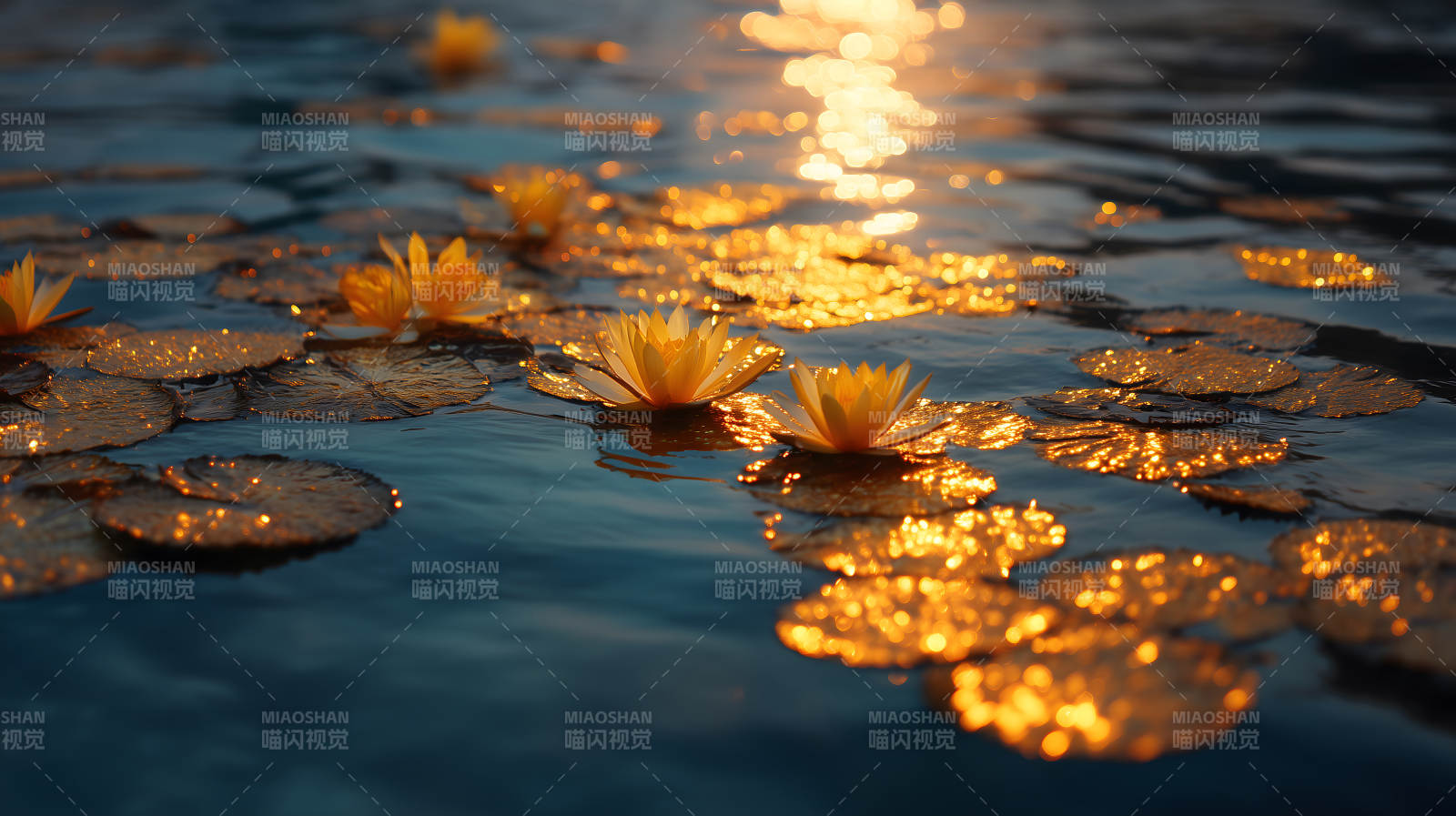 莲花绽放水中金光闪闪图片