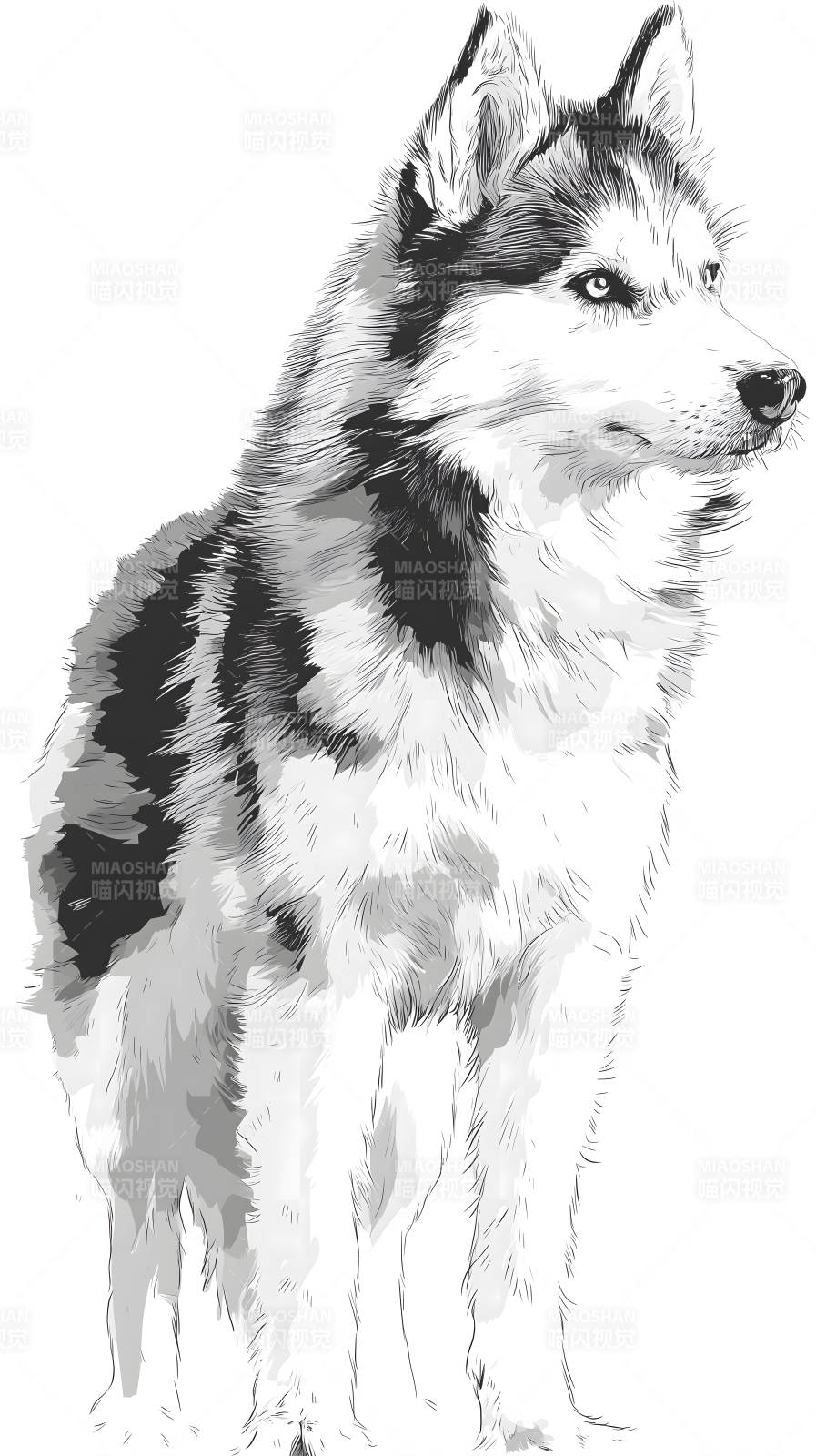 黑白哈士奇素描图图片