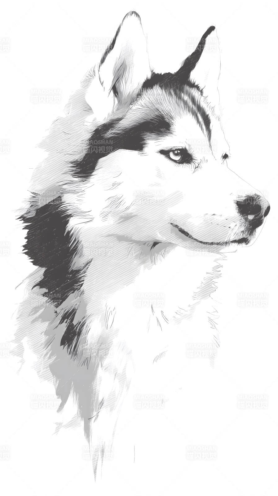 哈士奇犬肖像画图片