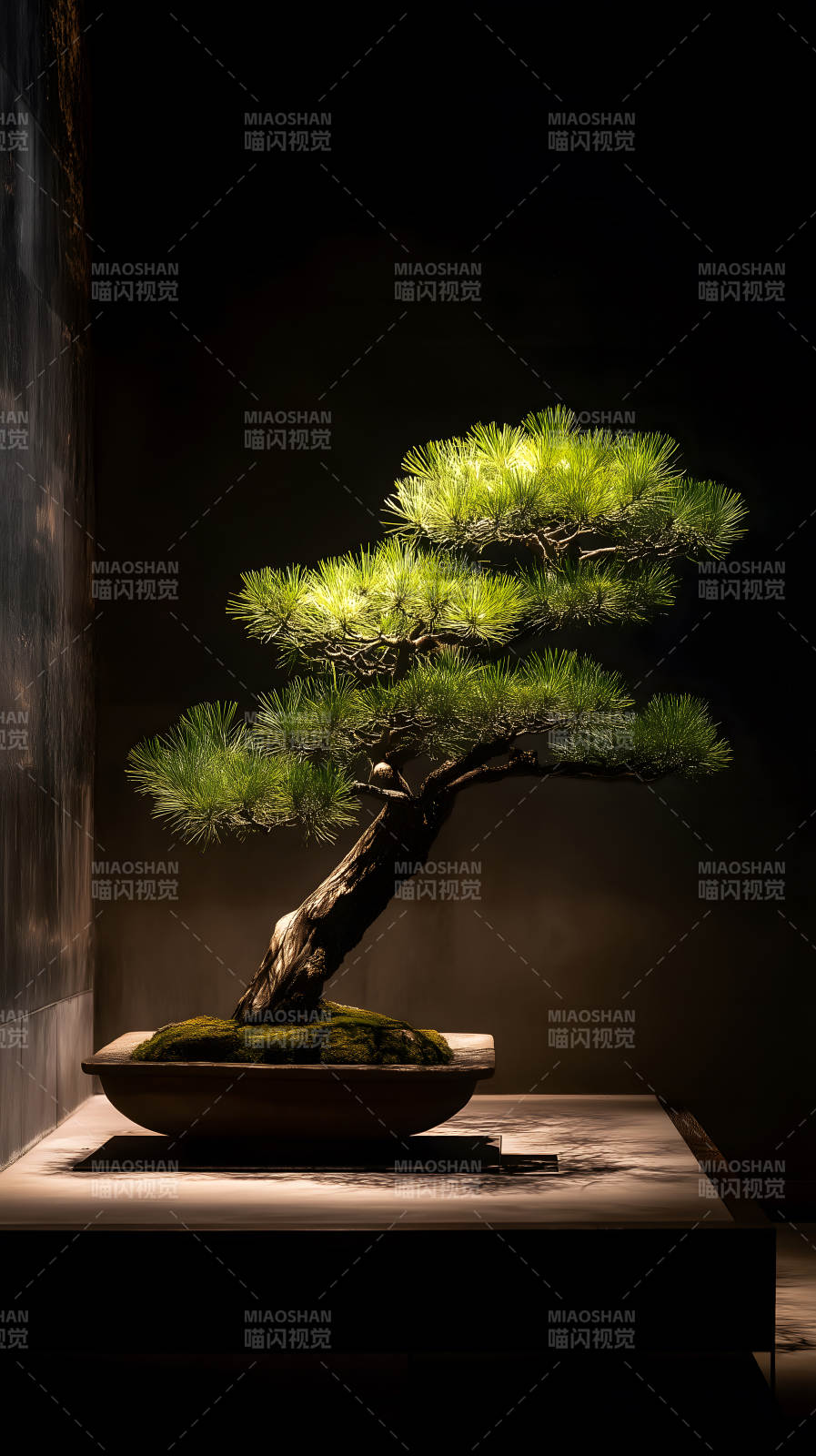 盆景光影艺术图片