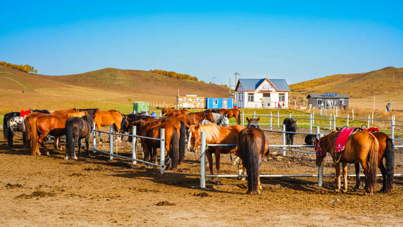 乌兰布统草原马群围栏中图片