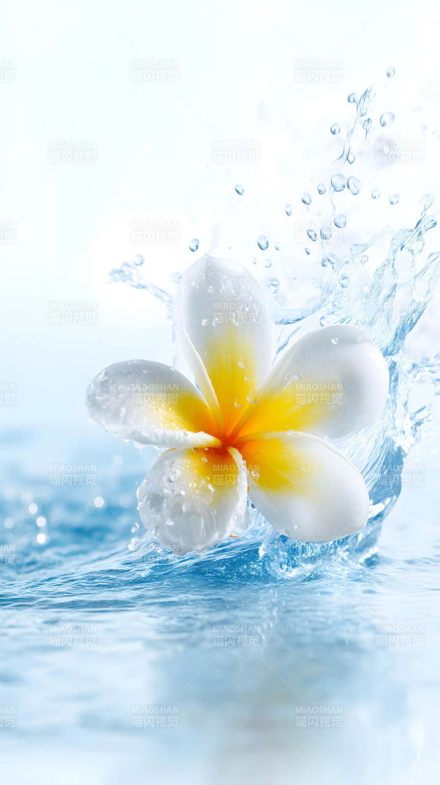 水中绽放的鸡蛋花图片