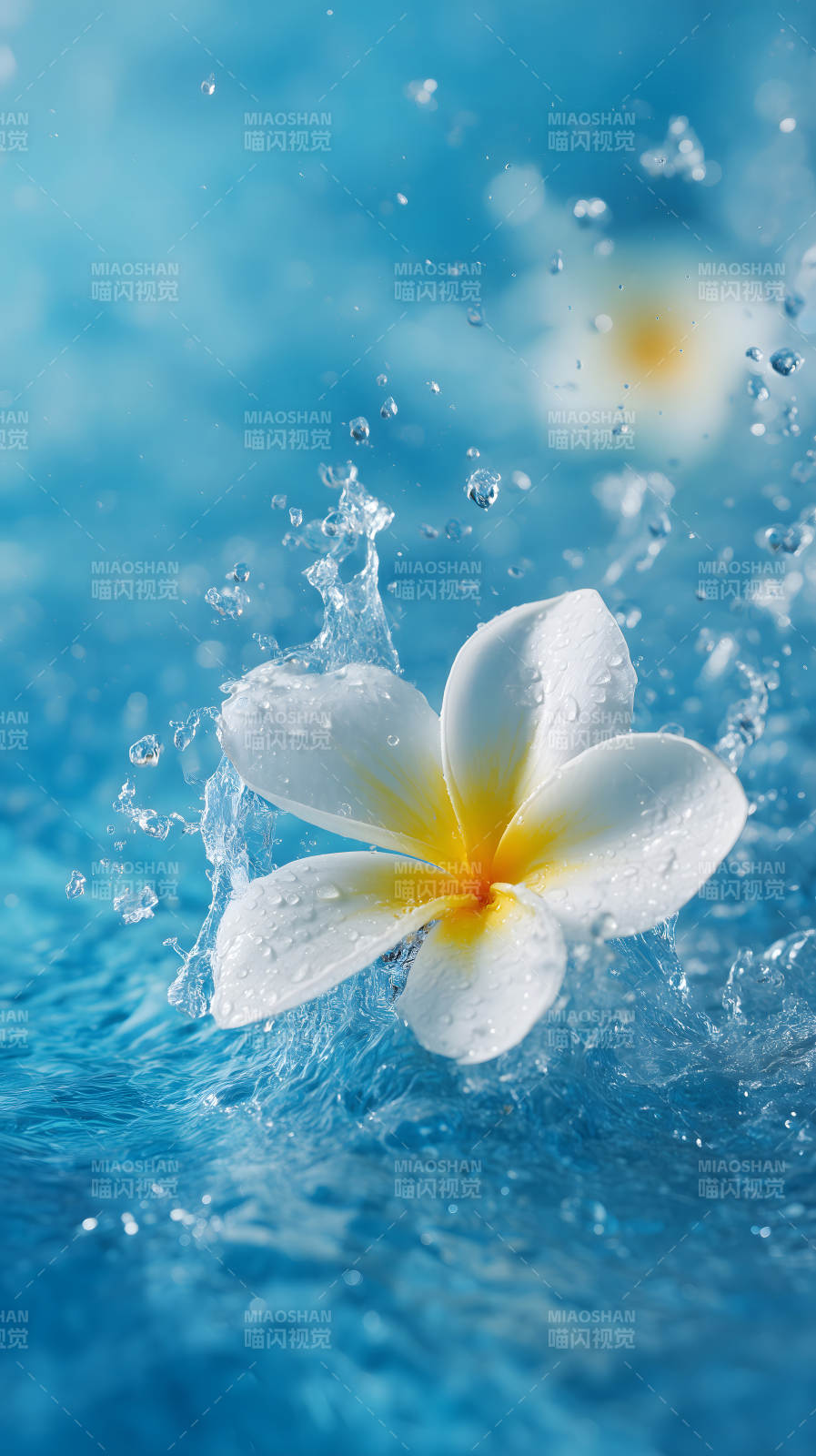 水中芙蓉花朵绽放图片